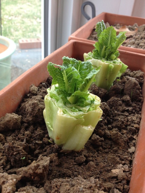 Vegetables That Can Regrow Magically 2