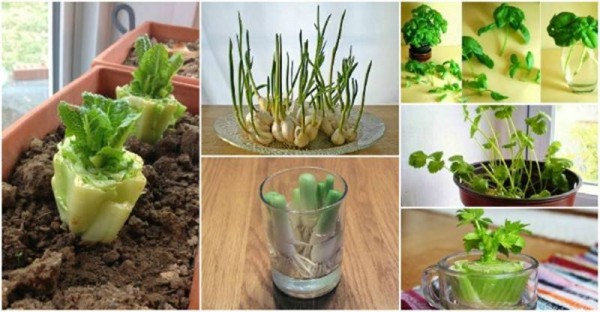 Vegetables That Can Regrow Magically