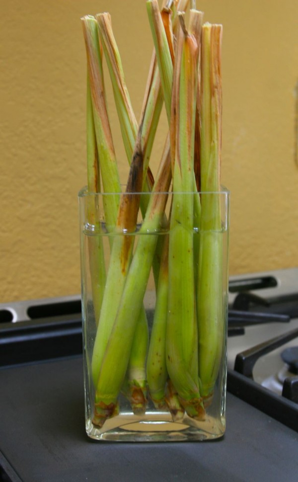 Vegetables That Can Regrow Magically 9