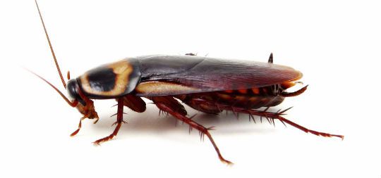 How To Get Rid Of Cockroaches 1