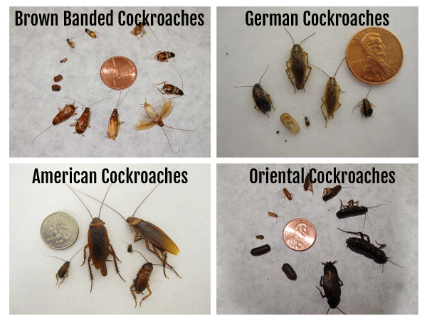 How To Get Rid Of Cockroaches 2