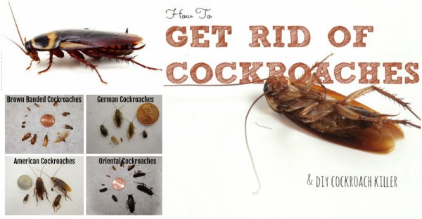 How To Get Rid Of Cockroaches