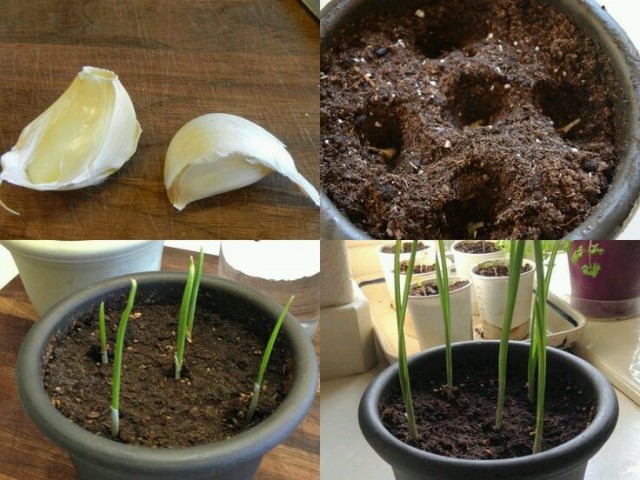 How To Plan Garlic