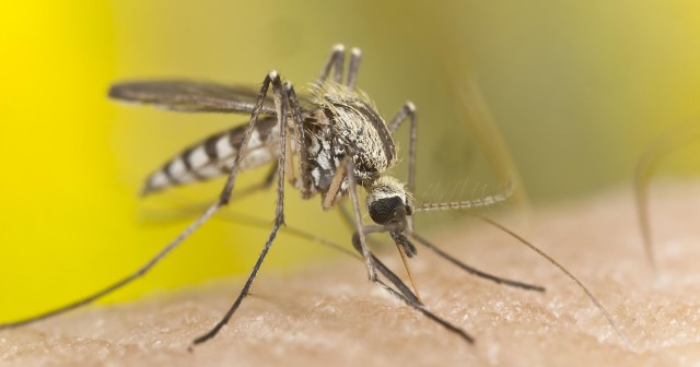 Natural Mosquito Repellent That Really Works 2