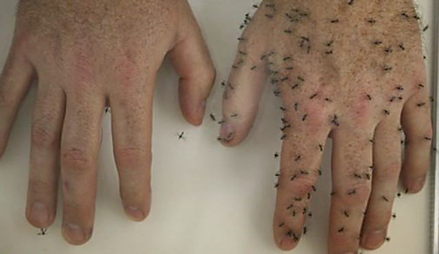 Natural Mosquito Repellent That Really Works