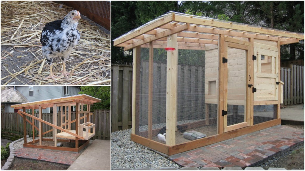 How To Build A Chicken Coop Step By Step DIY Tutorials How To