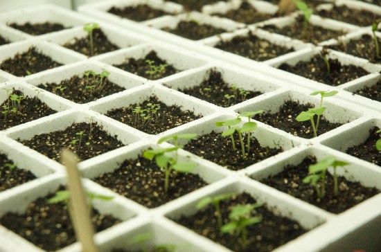 Garden Seeding