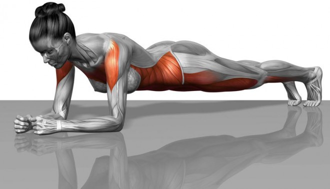 Plank Muscle