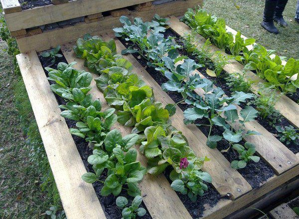Wooden Pallet Garden