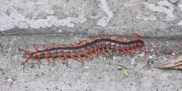Centipede