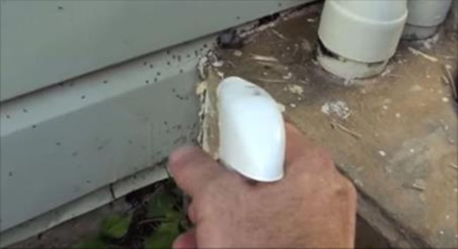 How To Get Rid Of Ants Naturally