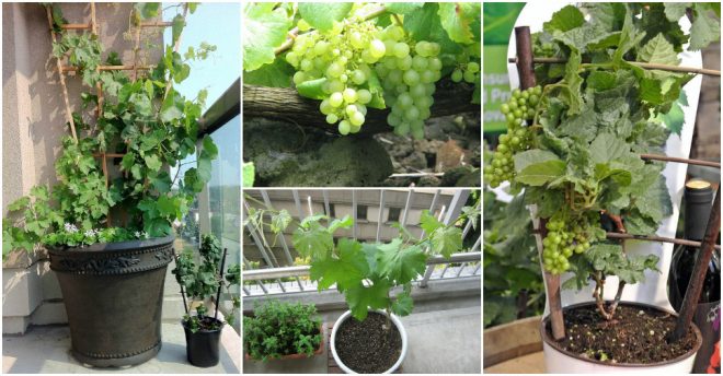 How To Grow Grapes