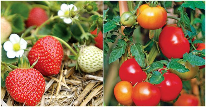 Best Fruits & Vegetables To Grow At Home 2