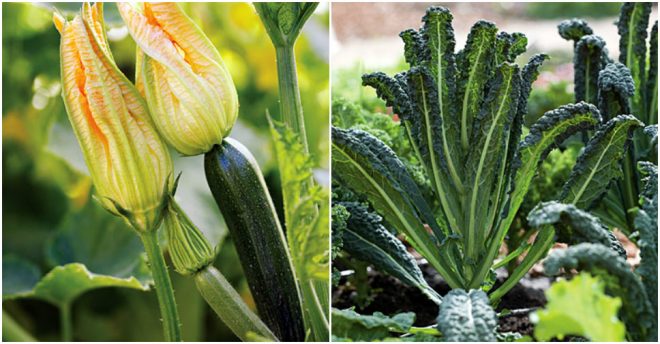 Best Fruits & Vegetables To Grow At Home 3