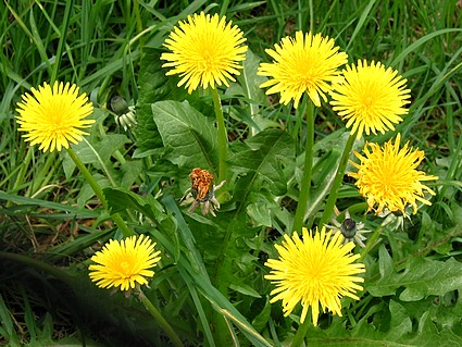 Heath Benefits Of Dandelion Leaf And Root