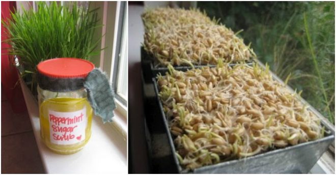 How To Grow Wheatgrass