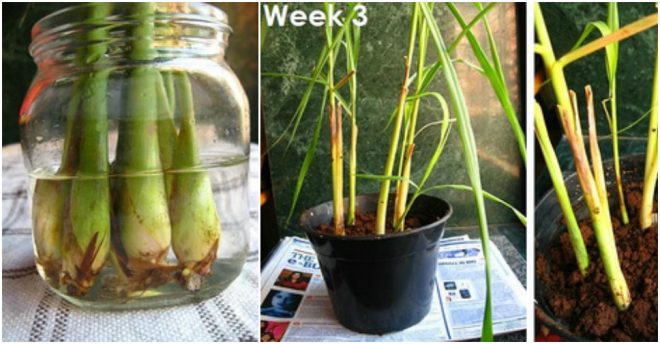 How To Regrow Lemongrass