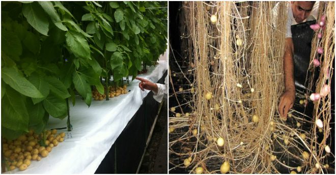 aeroponics-grow-potatoes-in-air-1