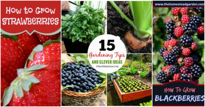 Gardening Tips And Ideas