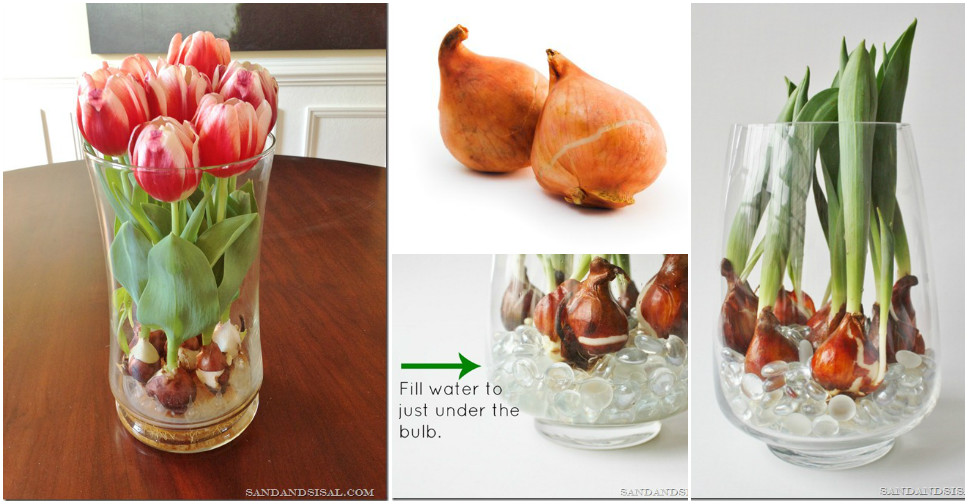 How To Force Tulip Bulbs In Water How To Instructions