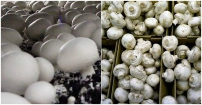 how-to-grow-mushrooms-at-home-1