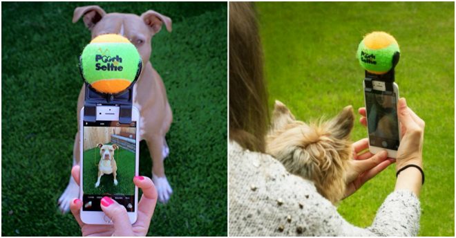Pooch Selfie - How To Take Selfie With Your Dog Easily 4
