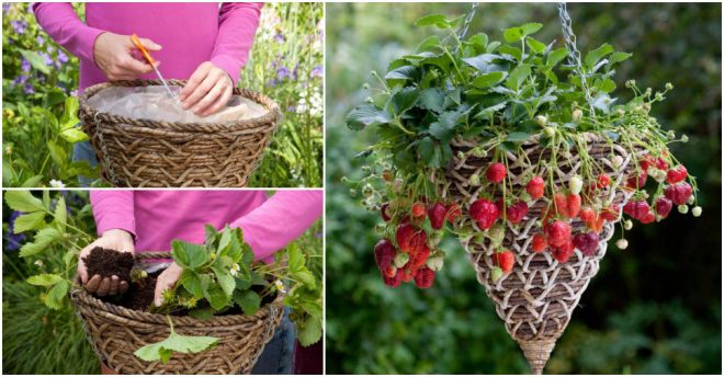 how-to-grow-strawberries-in-baskets