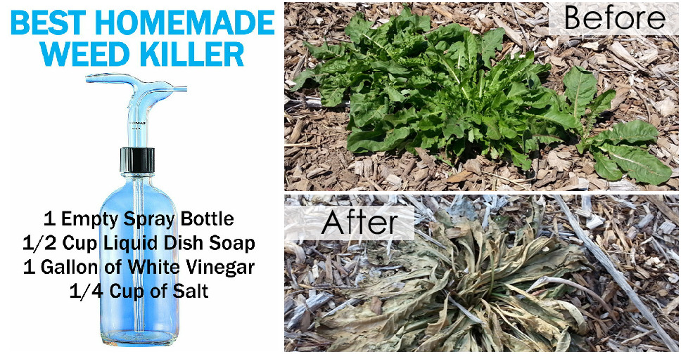 Best Homemade Weed Killers How To Instructions