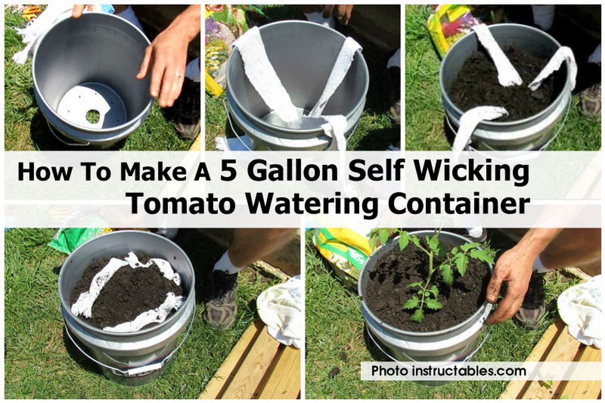 How to Build a Self Wicking Tomato Watering Container | How To Instructions