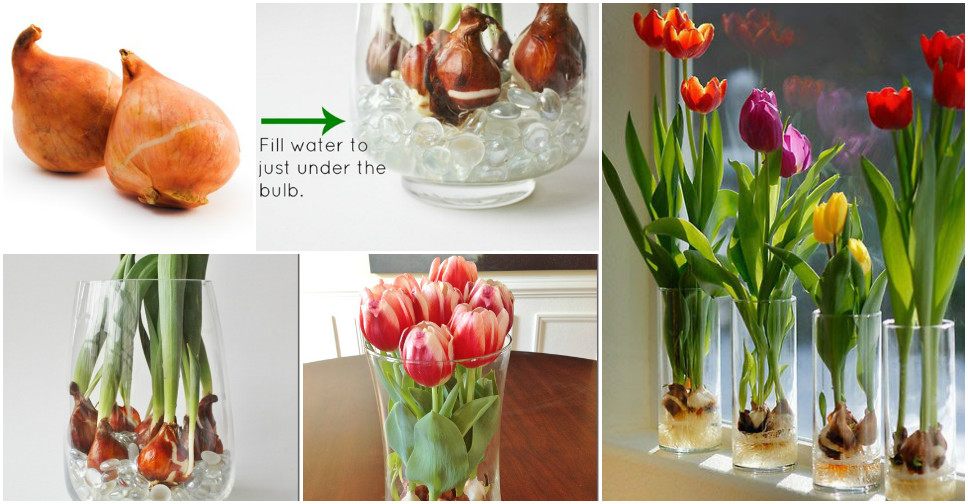 How To Grow Tulips In A Vase Easy & Fun! How To Instructions