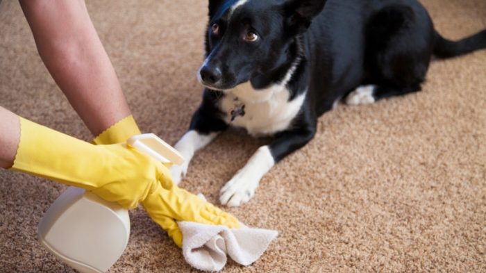 best cleaning products to get rid of dog urine smell
